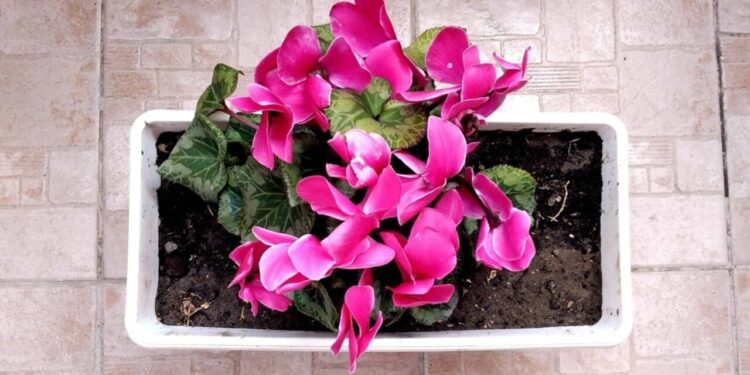 Essas dicas podem reviver as plantas da sua casa