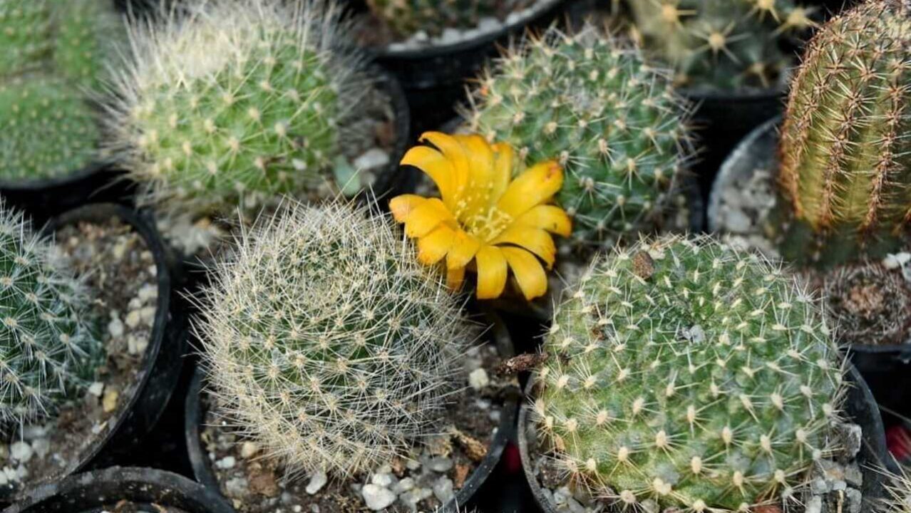 Plantas fáceis de cuidar que irão ajudar na sua ansiedade