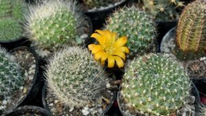 Como cultivar cactos nos seus vasos em casa