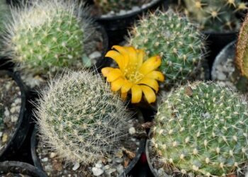 Motivo do cacto ser uma das melhores plantas para sua casa