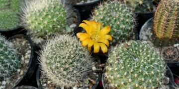 Motivo do cacto ser uma das melhores plantas para sua casa