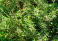 Ervas aromáticas que funcionam como repelentes naturais