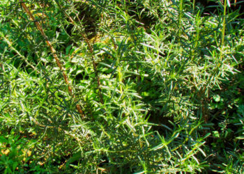 Plantas aromáticas usadas em rituais culturais do Brasil