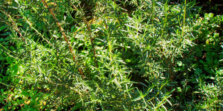 Ervas aromáticas que funcionam como repelentes naturais