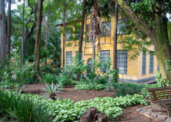 Como as plantas podem melhorar sua qualidade de vida