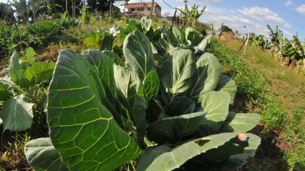 Esse é o segredo para manter as verduras da sua horta saudáveis