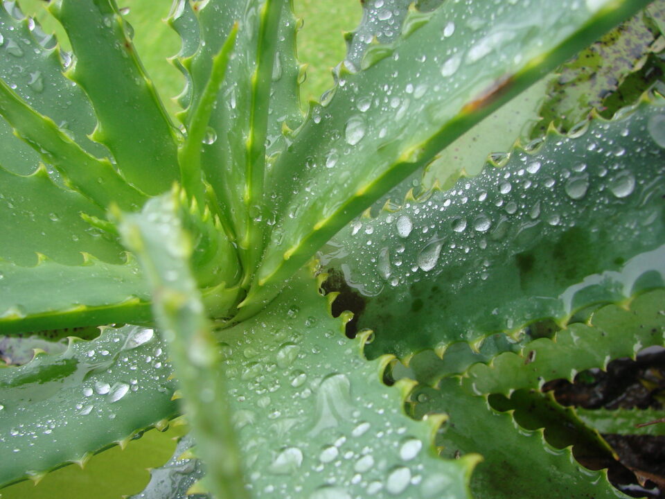 As plantas mais relaxantes para ter em sua casa