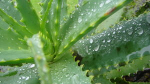As plantas mais relaxantes para ter em sua casa