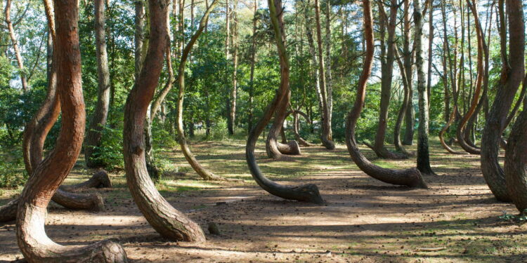 Arvores da floresta torcida - Créditos: depositphotos.com / travelsewhere