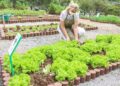 Esse é o segredo para manter as verduras da sua horta saudáveis