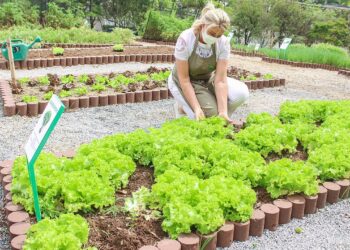 Esse é o segredo para manter as verduras da sua horta saudáveis