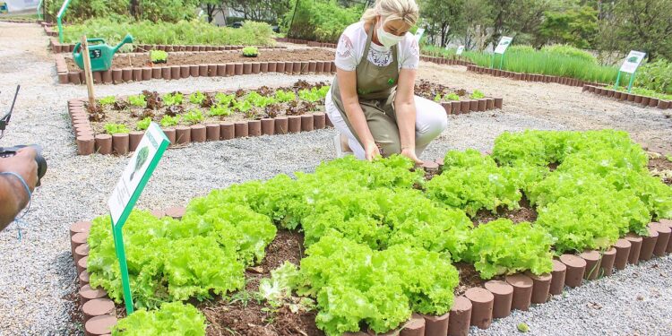 Esse é o segredo para manter as verduras da sua horta saudáveis