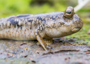 Mudskipper peixe fora da água - Créditos: depositphotos.com / earnest