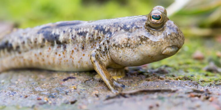 Mudskipper peixe fora da água - Créditos: depositphotos.com / earnest