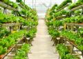 Ilustração de agricultura vertical urbana - Créditos: depositphotos.com / mustbeyou