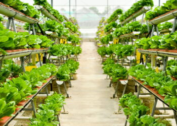 Ilustração de agricultura vertical urbana - Créditos: depositphotos.com / mustbeyou