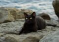adoração de animais