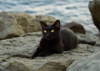 adoração de animais