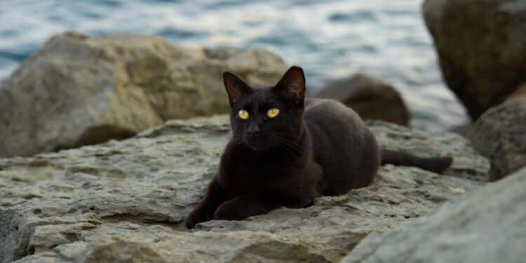 adoração de animais