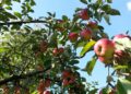 Os segredos para manter sua árvores frutíferas saudáveis e produtivas