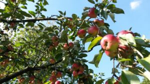 Os segredos para manter sua árvores frutíferas saudáveis e produtivas