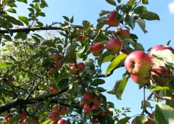 Os segredos para manter sua árvores frutíferas saudáveis e produtivas