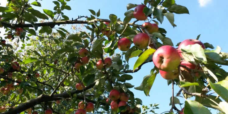Os segredos para manter sua árvores frutíferas saudáveis e produtivas