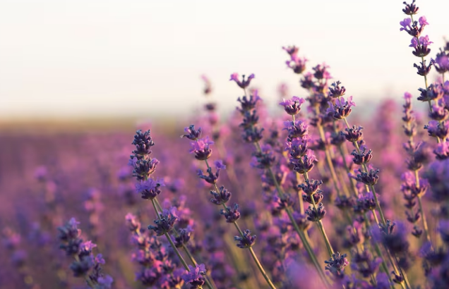 Aromas influenciam em seu bem-estar. Foto: FreePik