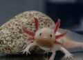 Axolote exótico e fofo - Créditos: depositphotos.com / ivadimova84.gmail.com