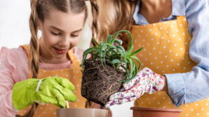 Ideias criativas para fazer com suas plantas