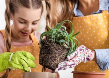 O motivo da babosa ser a planta que não pode faltar em sua casa