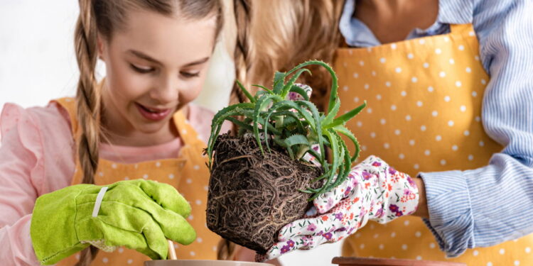 O motivo da babosa ser a planta que não pode faltar em sua casa