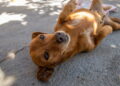 Cachorro caramelo deitado - Créditos: depositphotos.com / AngelaMacario