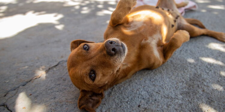 Cachorro caramelo deitado - Créditos: depositphotos.com / AngelaMacario