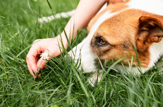 Como se livrar das pulgas e carrapatos? Foto: FreePik