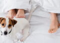 Cachorro deitado nos pés- Créditos: depositphotos.com / Ischukigor