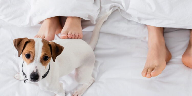 Cachorro deitado nos pés- Créditos: depositphotos.com / Ischukigor