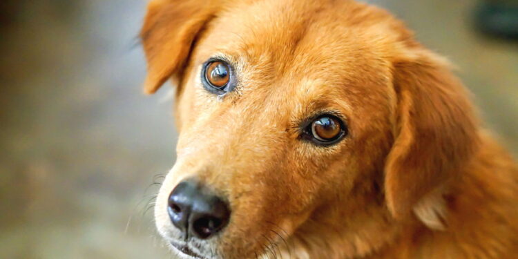 Meu cachorro me encarando - Créditos: depositphotos.com / kornkarinv@gmail.com