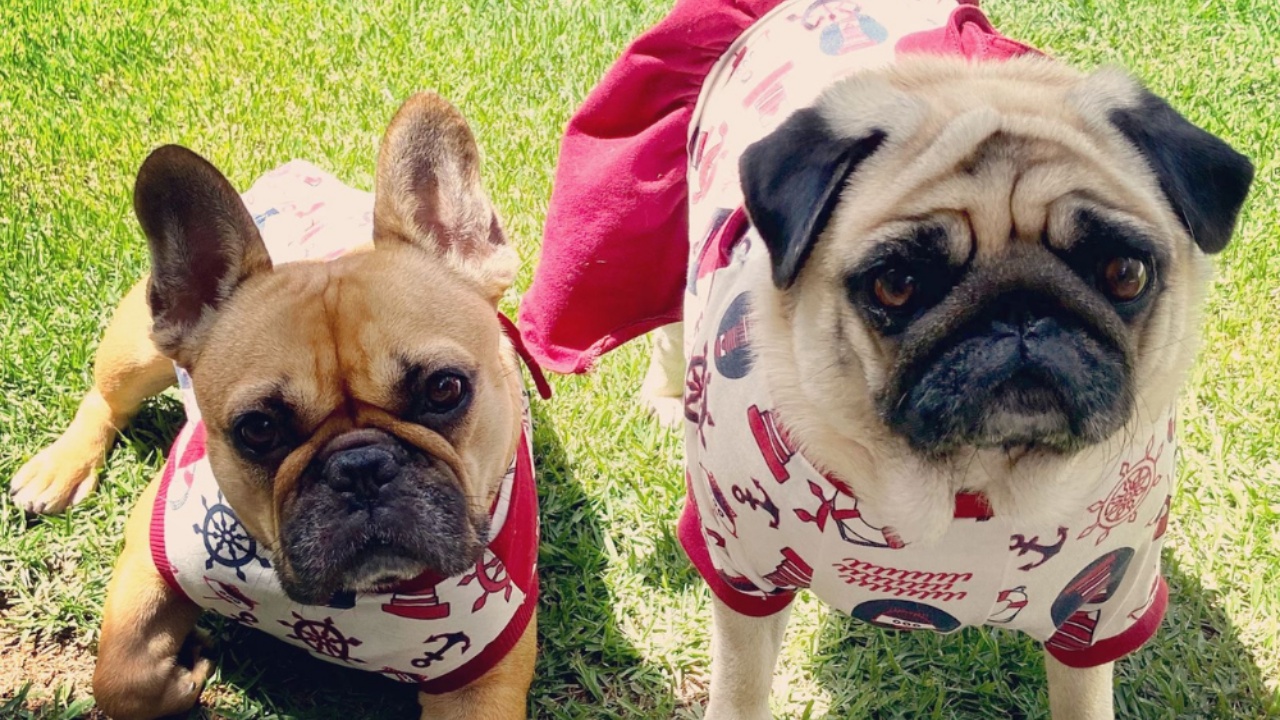 o que significa quando cachorros roncam