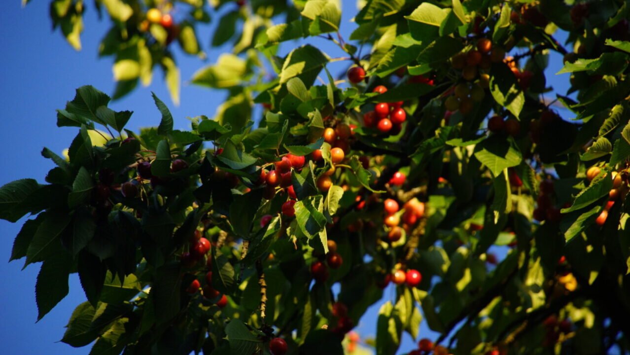 Os segredos para manter sua árvores frutíferas saudáveis e produtivas