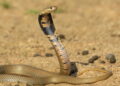 Significado do sonho com cobra - Créditos: depositphotos.com / willem