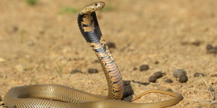 Significado do sonho com cobra - Créditos: depositphotos.com / willem