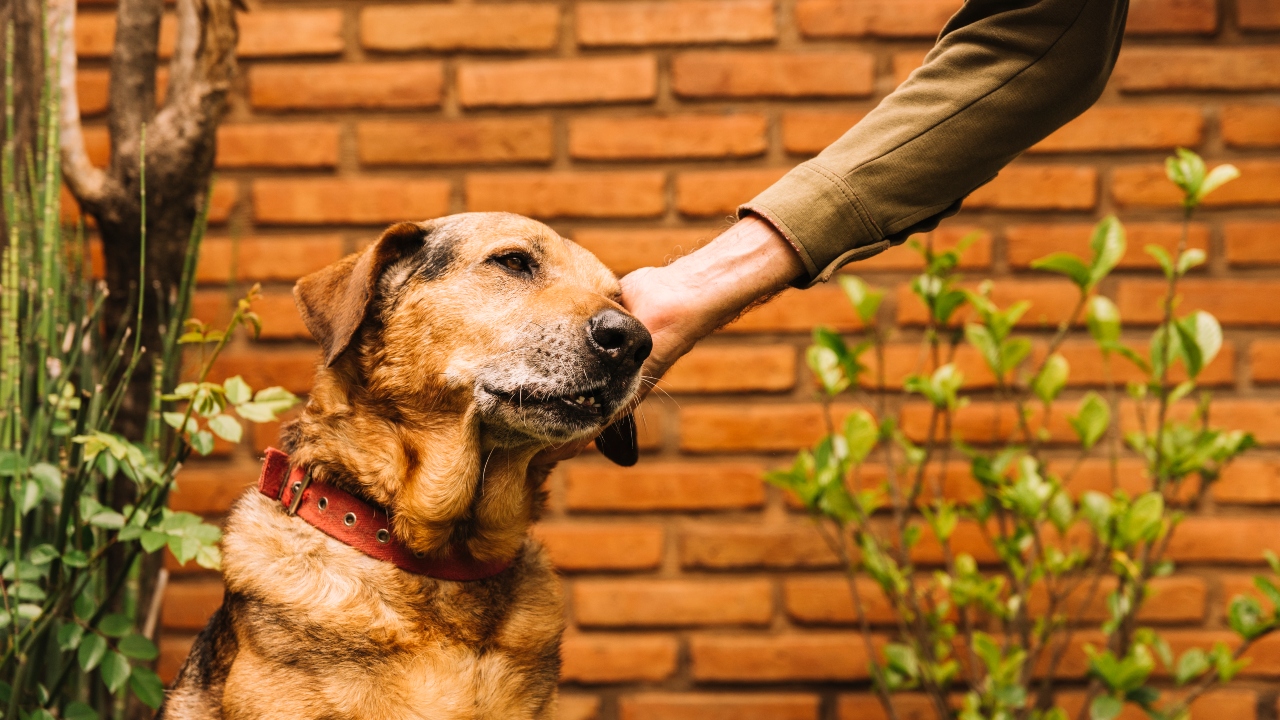 Dia Mundial do Cachorro