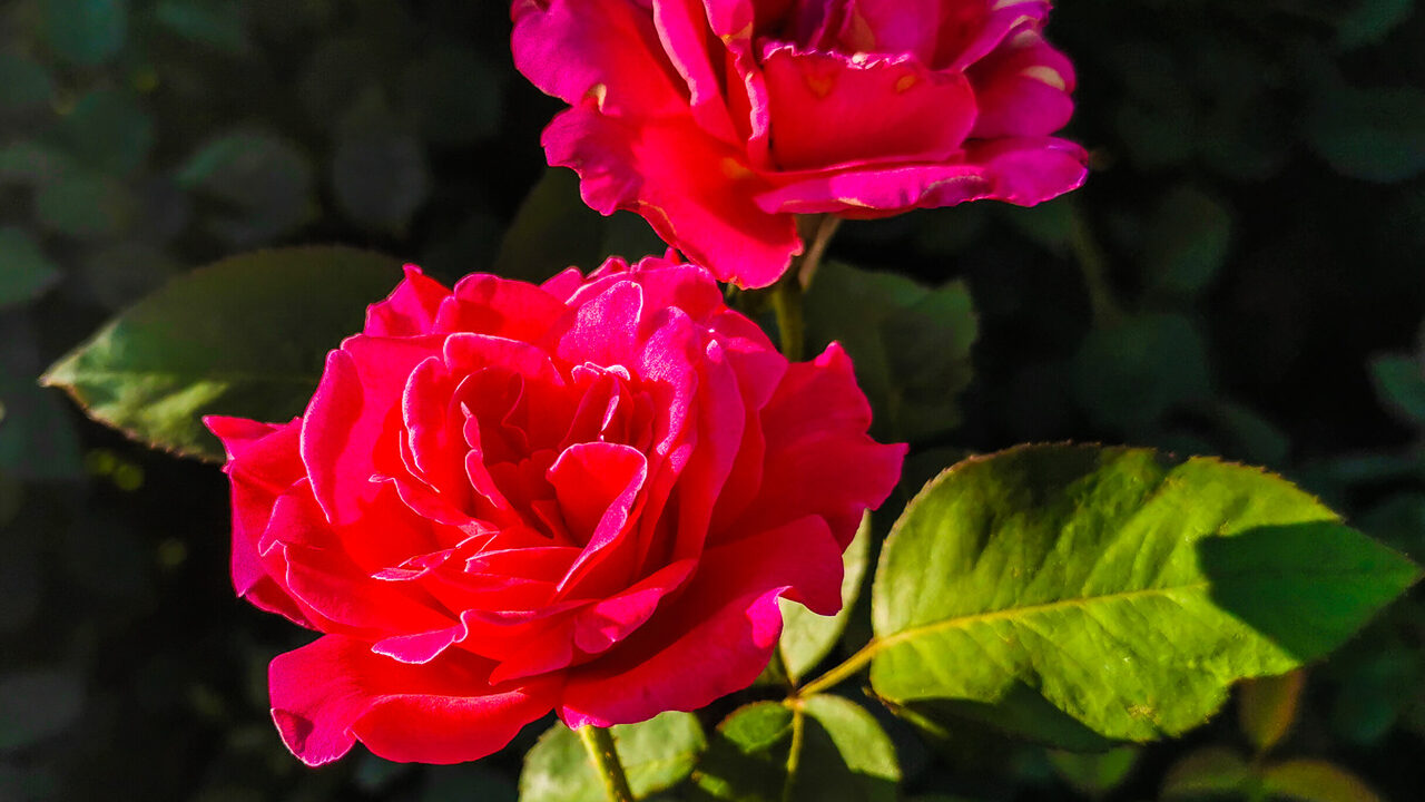 Como fazer sua rosa crescer mais bonita que nunca