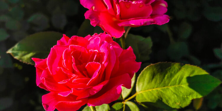 O papel da rosa na indústria dos perfumes