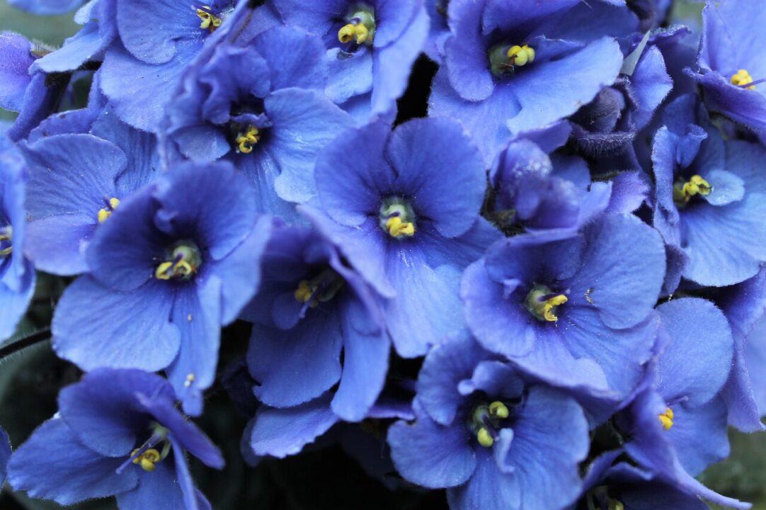As flores mais fáceis de você ter em sua casa