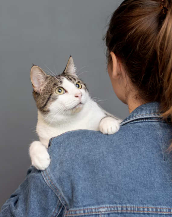 Gatos também gostam de brincar! Foto: FreePik