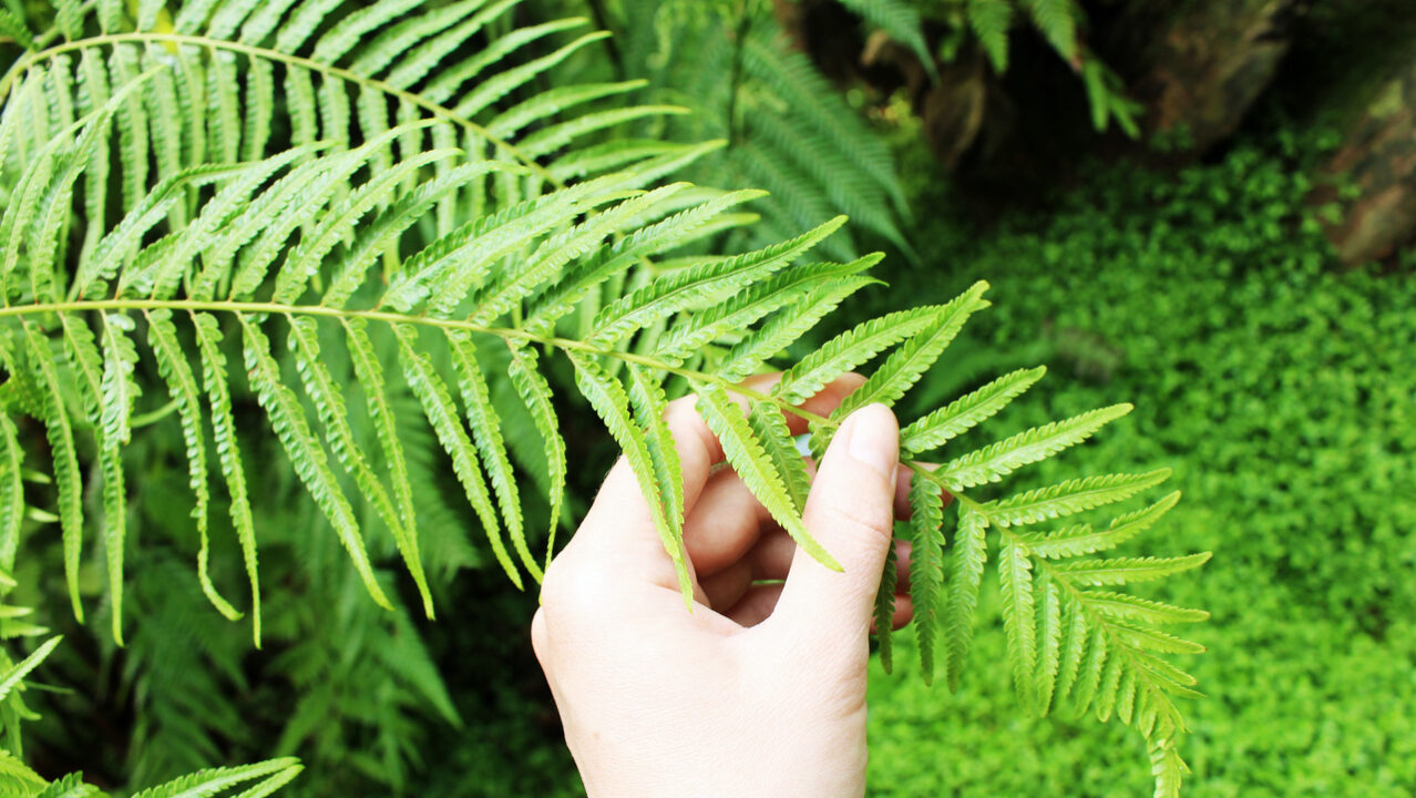 Como as plantas podem melhorar sua qualidade de vida