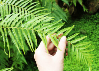 Essas são as melhores plantas para ter em seu apartamento