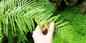 Essas são as melhores plantas para ter em seu apartamento